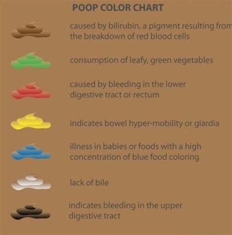 poop stool color changes color chart and meaning healthy concept stock - medical stool color ...