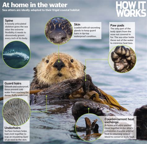 Sea Otters: Characteristics, types, habitas and more