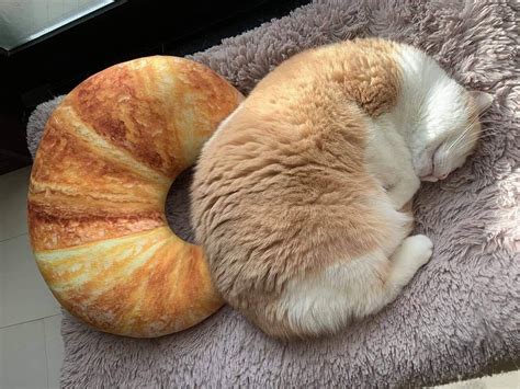 croissant cat : r/aww