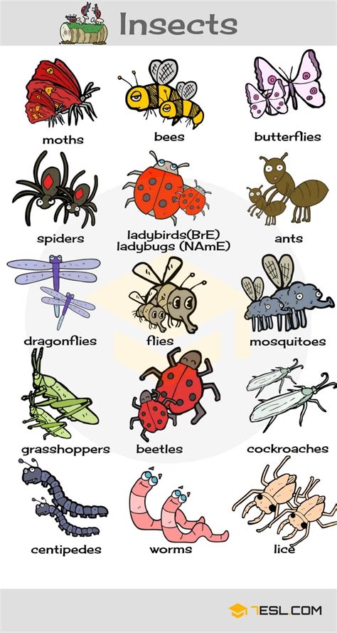 Insects Names with Cool Pictures • 7ESL