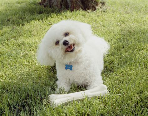 Bichon Frise Dog Breed Profile