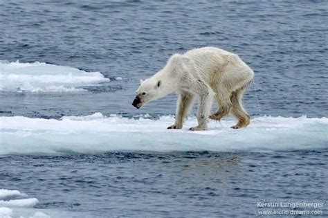 Starving polar bear in Norway signals food scarcity in the Artic