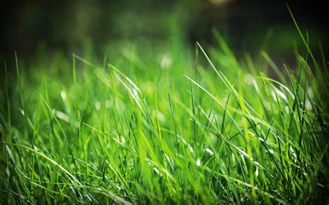 Green Grass Wallpapers - Wallpaper Cave