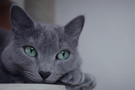 Fun Facts About Russian Blue Cats | ASPCA® Pet Health Insurance