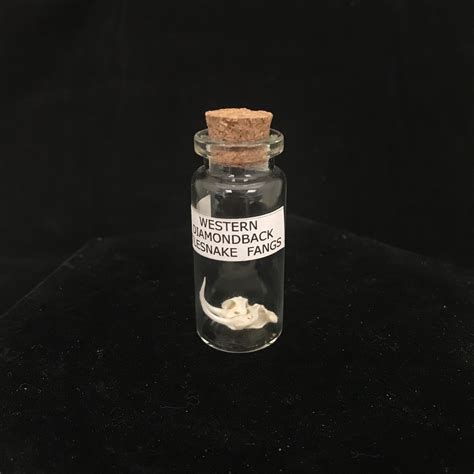 Rattlesnake fangs in a glass vial. Large, clean fangs, available at natur.