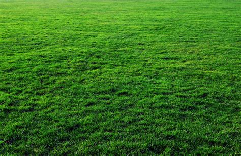 Seven Free Grass Textures or Lawn Background Images | www ...