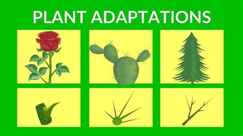 Plant Adaptation Definition and Examples in Details - Basic Agricultural Study