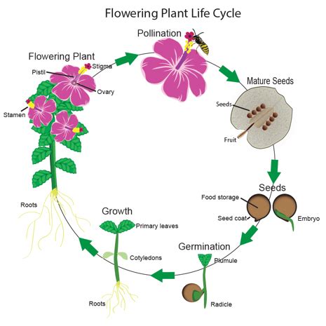 Flowering Plants Life Cycle | LoveToKnow