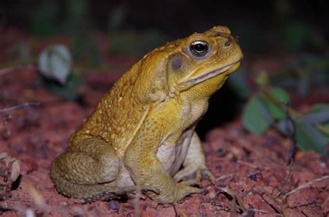 New research finds cane toads use poison as a last resort