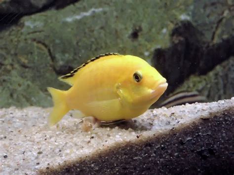 Yellow Lab Cichlid Care & Species Profile | Fishkeeping World