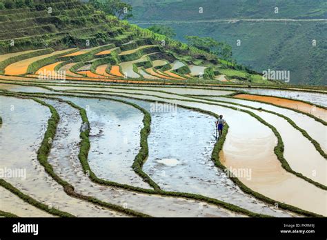 Beautiful terraced rice field in water season at Mu Cang Chai, Yen Bai ...