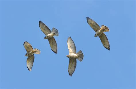 Catching the Annual Fall Migration of Hawks - Norfolk Now : Norfolk Now