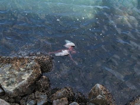 Woman photographs octopus eating seagull - UPI.com