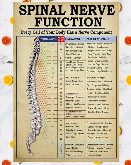 Physical Therapy Spinal Nerve Function Poster Health Facts, Health Info, Health And Nutrition ...