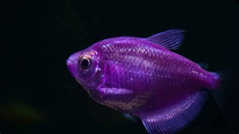 7 Freshwater Purple Fish To Liven Up Your Aquarium - A-Z Animals