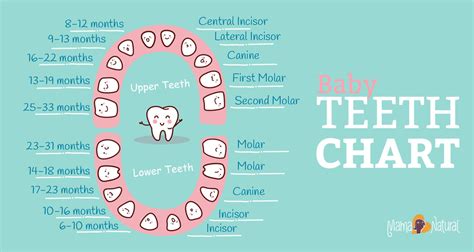 Baby Teething Chart: What Order Do They Come In? - Mama Natural