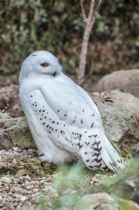 Snowy owl hunting stock photo. Image of beak, scandiaca - 107380150