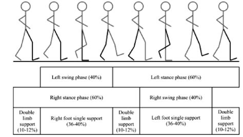 [DIAGRAM] Running Gait Phases Diagram - MYDIAGRAM.ONLINE