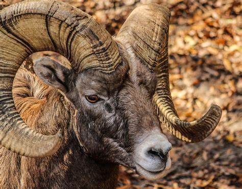 Bighorn Sheep Canyon - Royal Gorge Region