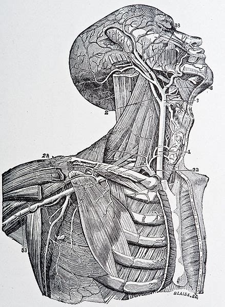 Illustration from Gray's Anatomy copyright 1872 | Human anatomy art ...