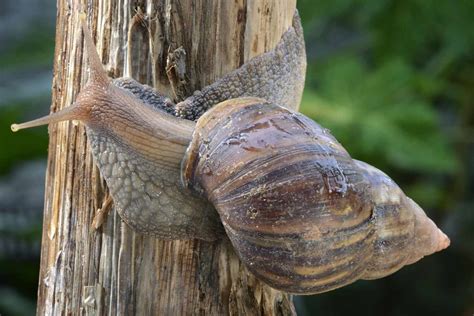 Florida County In Quarantine After Invasive Giant African Snail Sighting