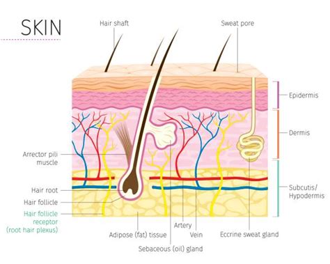 Skin Diagram For Kids