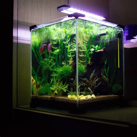 Planted Betta Tank - How To Set Up A Beautiful Betta Fish Tank Japanesefightingfish Org - These ...