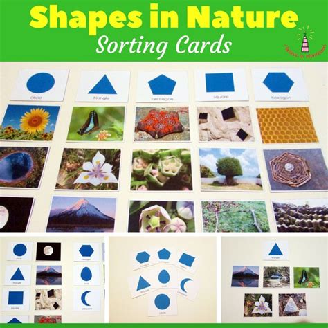 2D Shapes Sorting Activity Math Center - Montessori Shapes in Nature | Shapes preschool, Sorting ...