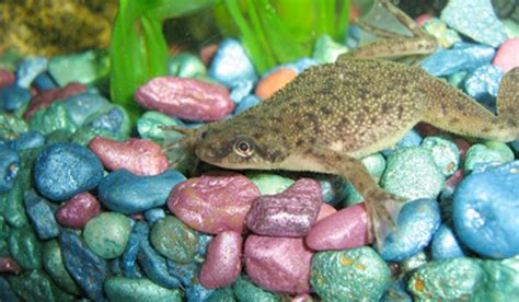 African Dwarf Frogs Care Guide - Guppy Aquarium