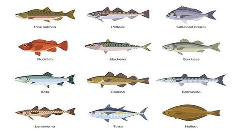 Saltwater Fish: Different Types Of Saltwater Fish - Farming Plan