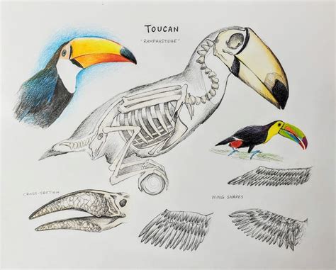 Toucan Anatomy Drawing Demo | Virtual art, Realistic drawings, Drawing course