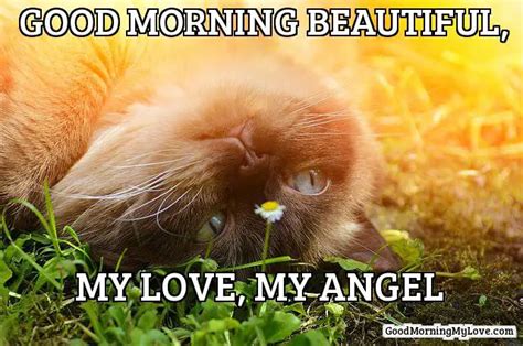 Good Morning Beautiful Meme, The Best 12 Good Morning Beautiful Memes For Her Kivenayal, Maybe ...