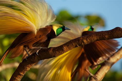 paradise birds | Birds of paradise, Beautiful birds, Greater bird of ...