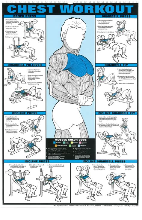 Printable Dumbbell Chest Workout - Printable Word Searches