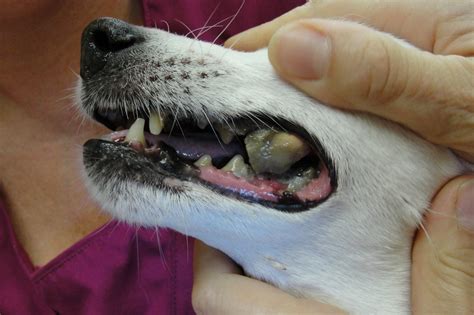 How to Remove Tartar From Your Dog’s Mouth | DogExpress