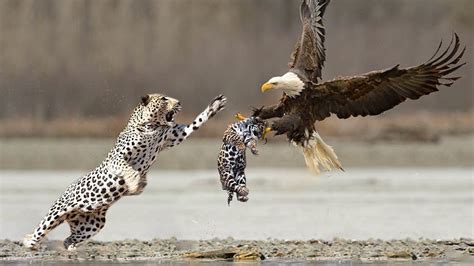 Viral Video: Angry mother leopard attacks eagle for stealing her cub