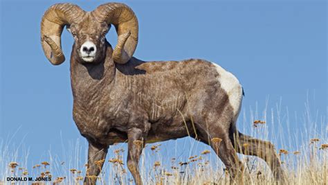 Bighorn Sheep - NWF | Ranger Rick