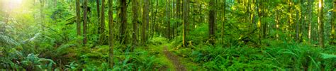 Tranquil Forest Panoramic Stock Photo - Download Image Now - iStock