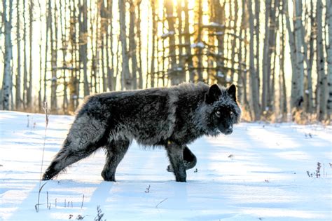 Learn about Wolfdogs | Yamnuska Wolfdog Sanctuary