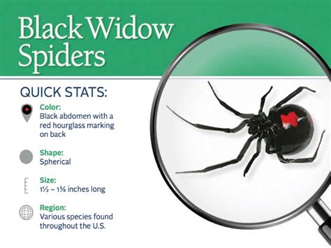 How To Identify A Black Widow Spider Bite