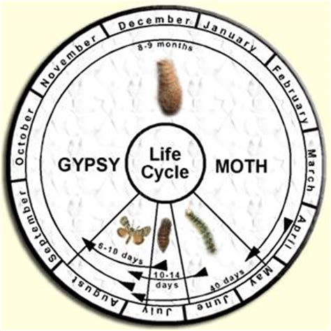 Gypsy Moth