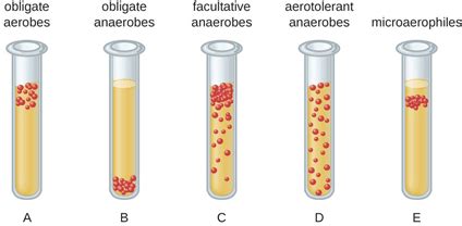 Aerobic bacteria - Definition and Examples - Biology Online Dictionary