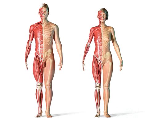 Male And Female Muscular And Skeletal Systems Photograph by Leonello ...