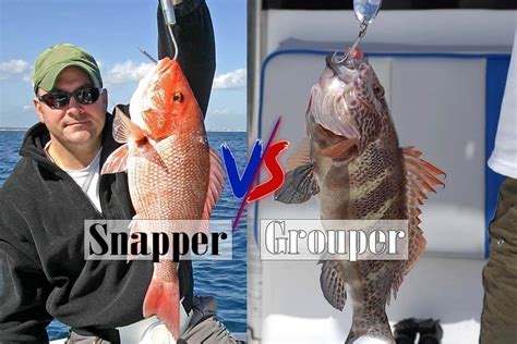 Snapper Vs Grouper - Top 5+ Comprehensive Guidesouachitaadventures.com