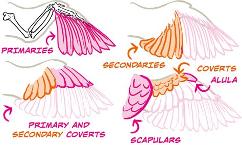 Bird Wing Anatomy Wings Drawing Wing Anatomy Bird Drawings | The Best Porn Website