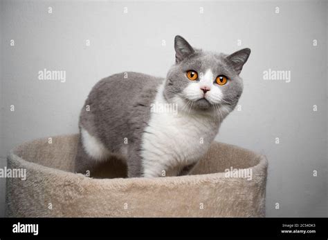 beautiful blue white british shorthair cat standing on pet bed looking ...