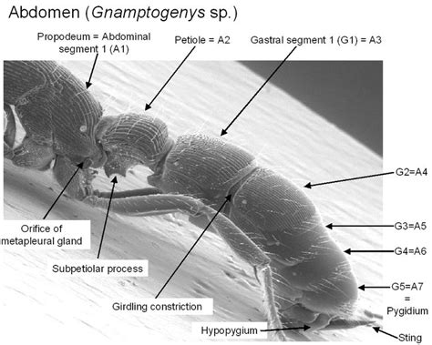 42 Best images about Ant Anatomy on Pinterest | My house, Cross section and Ants