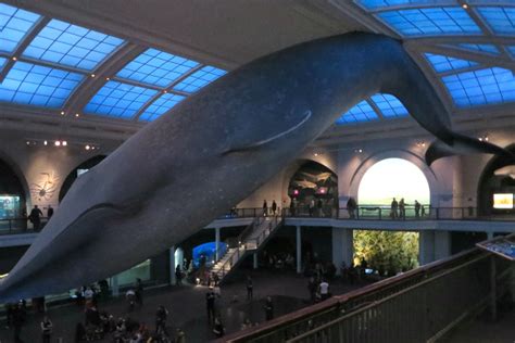 A Deep Dive into the Installation of the American Museum of Natural History’s Blue Whale [A Byte ...