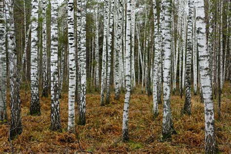 14 Wonderful Trees With White Bark | Dengarden