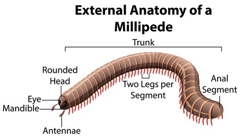 External Anatomy of a Millipede on white background 1520191 Vector Art at Vecteezy